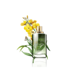 گلدان آپارتمانی ورزیا زبرا - تصویر 2